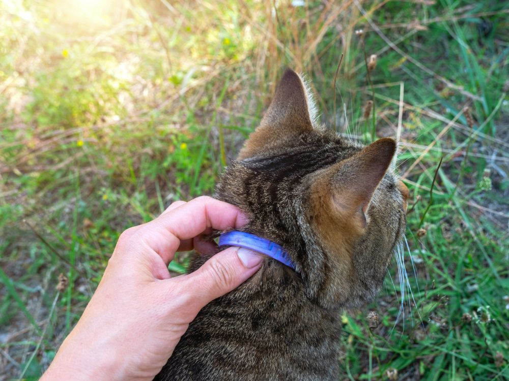 Zecken bei Katze