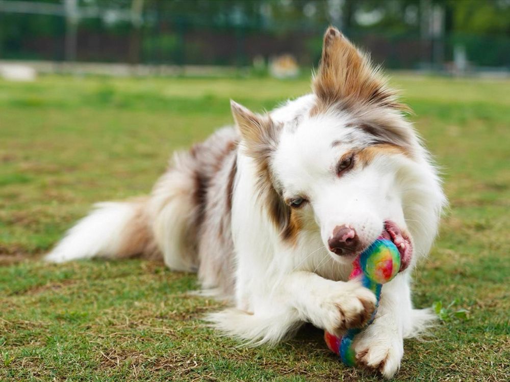 Hundespielzeug