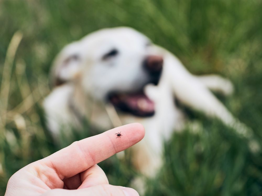 Zecken bei Hunde