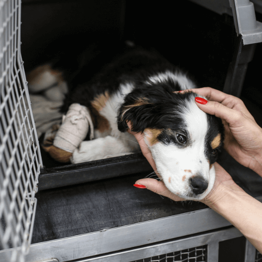 Hundespielzeug